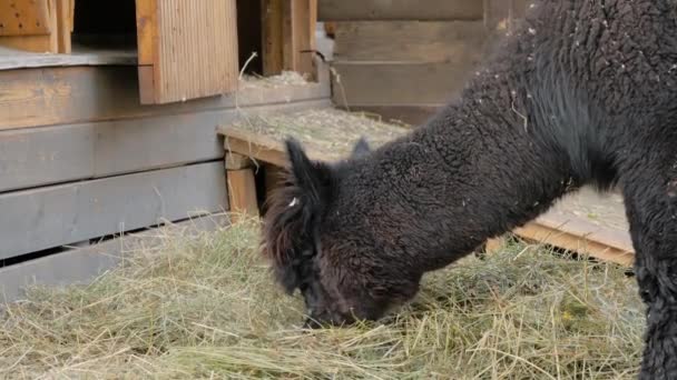 Retrato de engraçado bonito preto alpaca comer feno na fazenda - câmera lenta — Vídeo de Stock