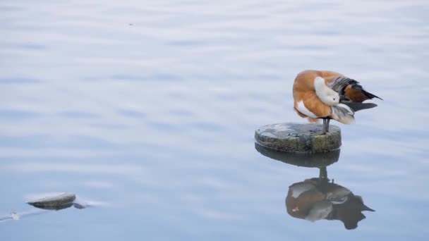 Pato marrón claro de pie sobre piedra en el lago o el río y plumas de engorde — Vídeos de Stock