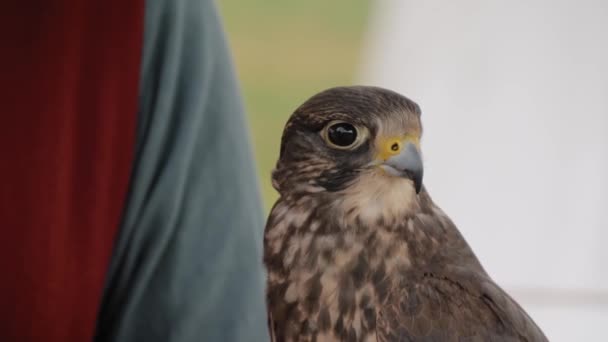 Eğitimli şahin tarihi festivalde kadın eli üzerinde oturuyor - ağır çekim — Stok video