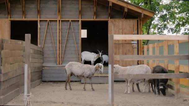 Grupp får och getter går runt i hagen på gården - slow motion — Stockvideo