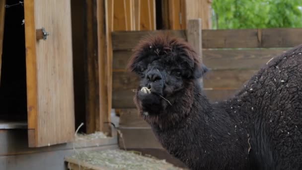 Ritratto di simpatico simpatico alpaca nero che mangia fieno in fattoria - slow motion — Video Stock