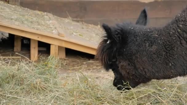 Portret van grappig schattig zwart alpaca eten hooi op de boerderij - slow motion — Stockvideo
