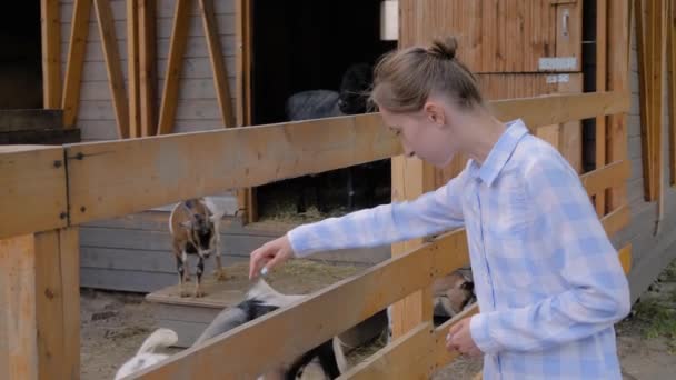 Kvinna matar söt get från handen på gården - slow motion — Stockvideo