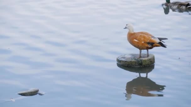 Pato marrón claro de pie sobre piedra en el lago o el río y plumas de engorde — Vídeo de stock