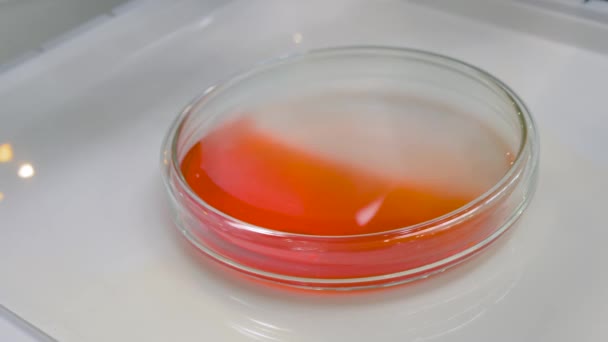 Agitador orbital para mezclar, agitar, mezclar líquido biológico en placas de Petri — Vídeo de stock