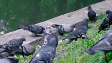 Yavaş çekim: Sokakta ekmek kırıntıları yiyen güvercin sürüsü