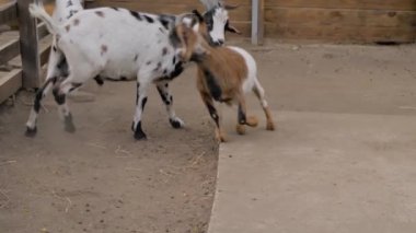 Çiftlikteki küçük keçi ve yetişkin keçi boynuzları: Ağır çekim
