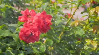 Güzel çiçekleri sulamak - parkta kırmızı güller: yavaş çekim