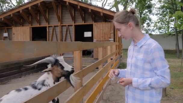 Cámara lenta: mujer alimentación linda cabra de la mano en la granja — Vídeos de Stock