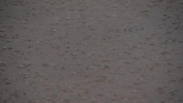 Проливные капли дождя в луже - концепция затопления улиц — стоковое видео