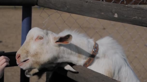 Niña alimentando a dos lindas cabras de la mano en la granja - cámara lenta — Vídeos de Stock