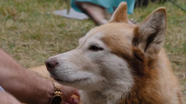 Férfi kéz simogató piros szibériai husky kutya a parkban - lassított felvétel — Stock videók