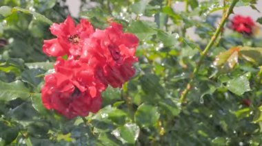 Güzel çiçekleri sulamak - parkta kırmızı güller: yavaş çekim