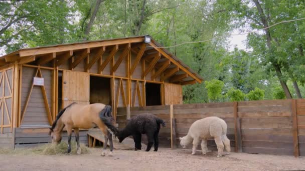 Portret van lichtbruin paard en twee alpaca 's die hooi eten op de boerderij - slow motion — Stockvideo