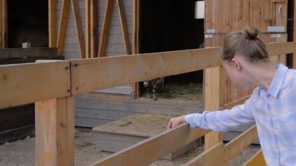 Frau im blau karierten Hemd schaut süße kleine Ziegen auf Bauernhof an - Zeitlupe — Stockvideo