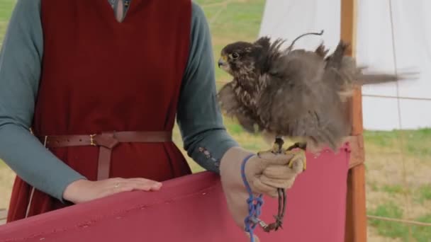 Lambat gerak - burung elang terlatih duduk di tangan wanita di festival sejarah — Stok Video