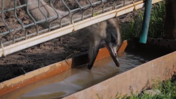 Movimiento lento: agua potable de avestruz en la granja - de cerca — Vídeo de stock