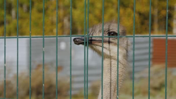 Retrato de la cabeza de avestruz mirando a la cámara en la granja - de cerca, en cámara lenta — Vídeos de Stock