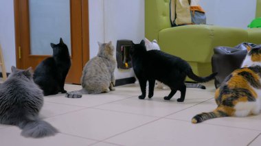 Yemek saati bekleyen çok az kedi var.