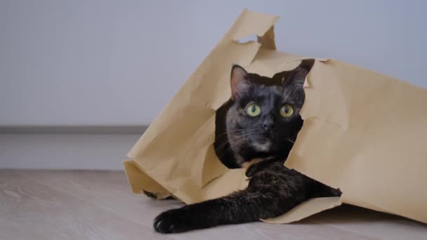 Симпатичний каліко кіт лежить в бежевому крафт-паперовій продуктовій сумці і озирається навколо — стокове відео