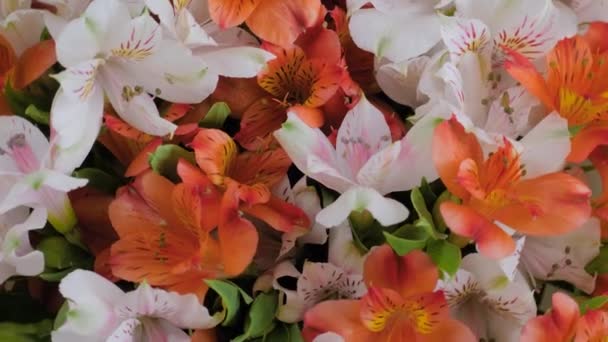 Kytice oranžových a bílých alstroemeria květin na otočném povrchu: zblízka — Stock video