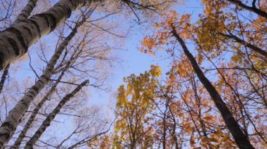Sonbahar ağaçlarının alçak açısı rüzgarda sallanıyor, parka düşen portakal yaprakları...