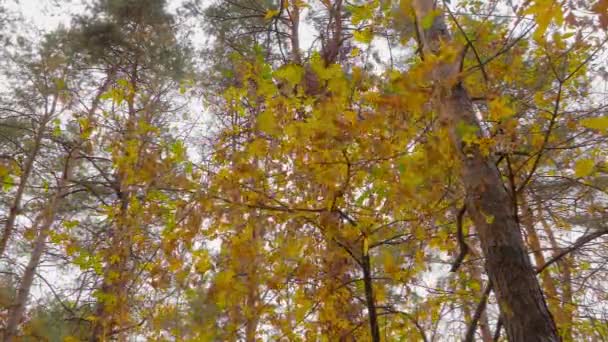 Niedriger Winkel der im Wind schwankenden herbstlichen Äste, orangefarbene Blätter fallen im Park — Stockvideo