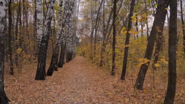 Spaziergang durch leeren Herbstpark, Nadelwald: Niemand - Steadicam geschossen — Stockvideo