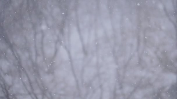Slow motion - snow falling: large and small snowflakes — Stock Video