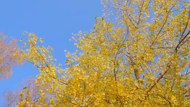 Bajo ángulo de ramas de árboles otoñales con hojas amarillas balanceándose en el viento en el parque — Vídeos de Stock