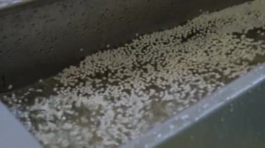 Geri dönüştürülmüş plastik tanecikler, topaklar - plastik geri dönüşüm makinesi ile su akışı