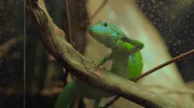 Yakından: AVM yeşil kertenkele teraryumdaki ahşap dalda yavaşça sürünüyor