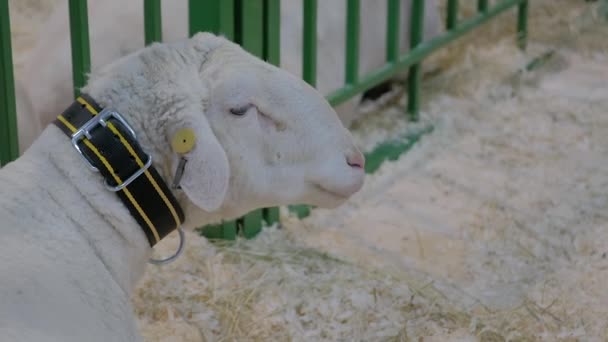 Portret owcy jedzącej siano na wystawie zwierząt - zbliżenie — Wideo stockowe