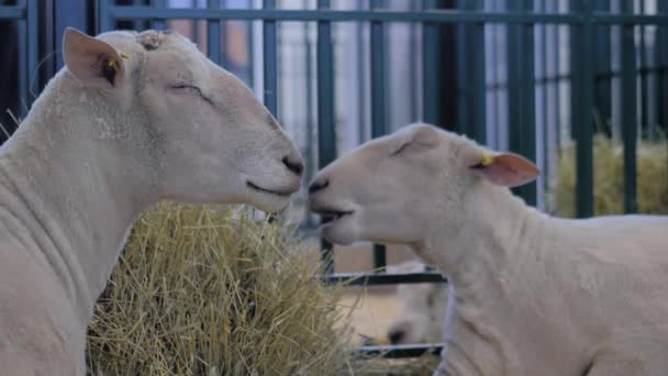 Porträt von zwei Schafen, die Heu fressen auf der Tierausstellung, Messe — Stockvideo