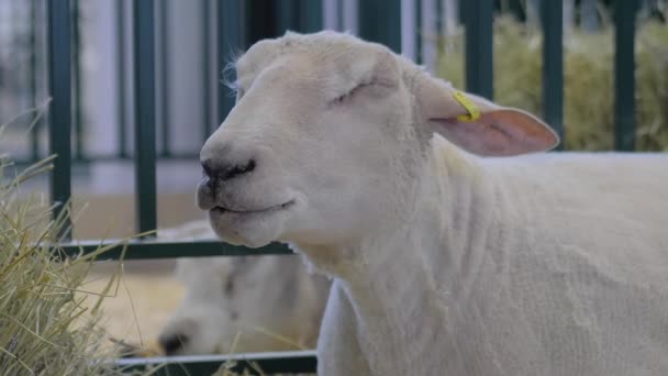 Portrait of white sheep eating hay at animal exhibition, trade show — Stock Video