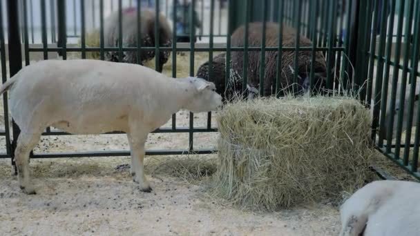 Branco Texel ovelhas comendo feno em exposição animal — Vídeo de Stock