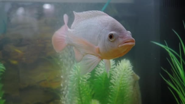 수족관에서 헤엄치고 있는 회색 시크 리드 물고기: 가까이 다가가서 — 비디오