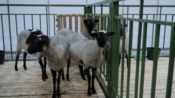 Kudde Romanov schapen op dierententoonstelling, vakbeurs — Stockvideo