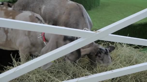 Rebaño de cabra anglo-nubia en la exposición de animales agrícolas, feria comercial — Vídeos de Stock