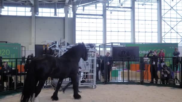 Mulher levando cavalo preto no estábulo na feira de comércio de animais agrícolas — Vídeo de Stock