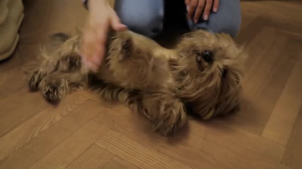 Femme mains caressant mignon chien Yorkshire terrier brun à la maison - gros plan — Video