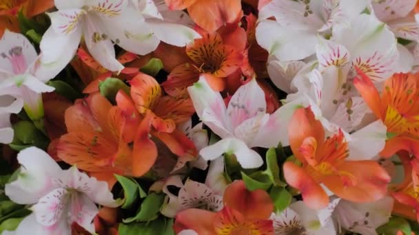 Zblízka: kytice oranžových a bílých alstroemeria květin na rotujícím povrchu — Stock video