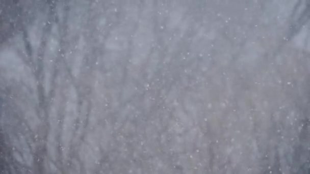 Spowolnienie ruchu - opady śniegu: duże i małe płatki śniegu — Wideo stockowe