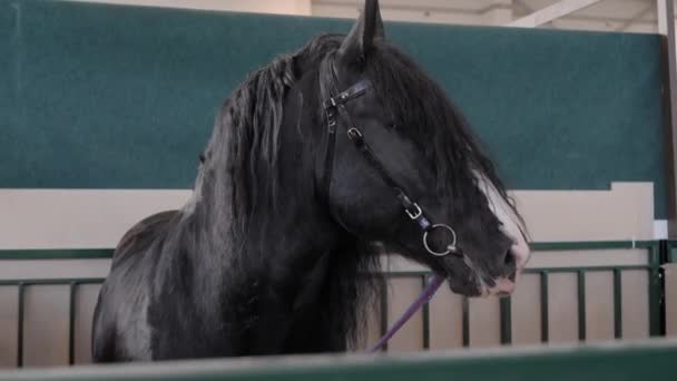Porträtt av svart häst äta hö på lantbruksdjur utställning - närbild — Stockvideo