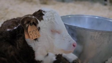 Çiftlikte yatıp dinlenen sevimli kahverengi ve beyaz buzağı portresi