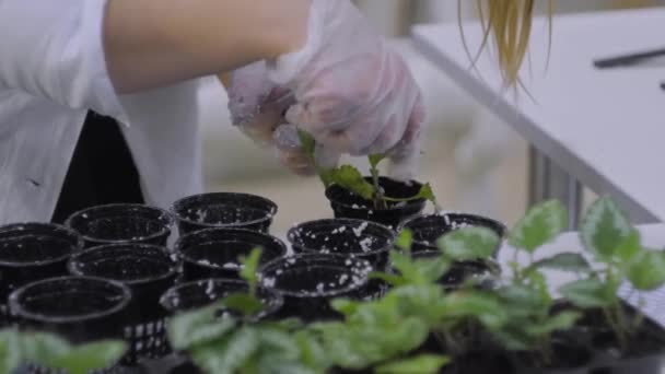 Donna piantare germogli di piante verdi in substrati - granuli di perlite bianca — Video Stock