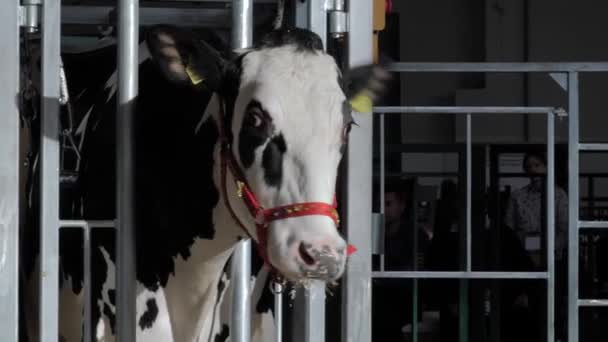 Φοβούνται μαύρο και άσπρο αγελάδα Holstein ουρλιάζοντας σε αγροτικά ζώα έκθεση — Αρχείο Βίντεο