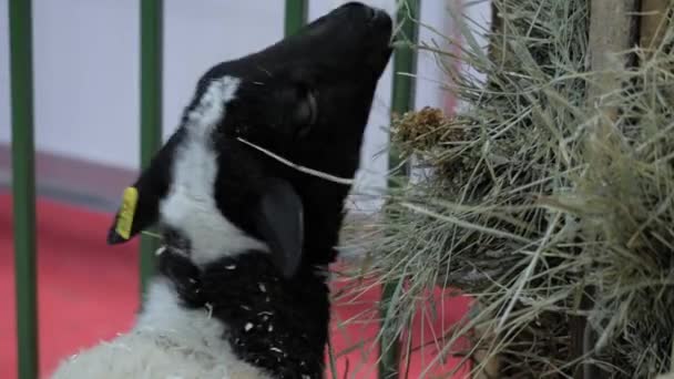 Portret owieczki jedzącej siano na wystawie zwierząt, wystawa handlowa — Wideo stockowe