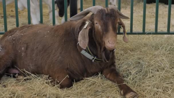 Portrait of goat at agricultural animal exhibition, trade show — Stock Video