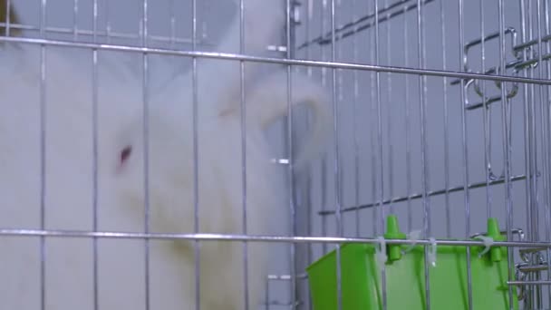 Fluffy white Angora rabbit in the cage at agricultural animal exhibition, market — Stock Video